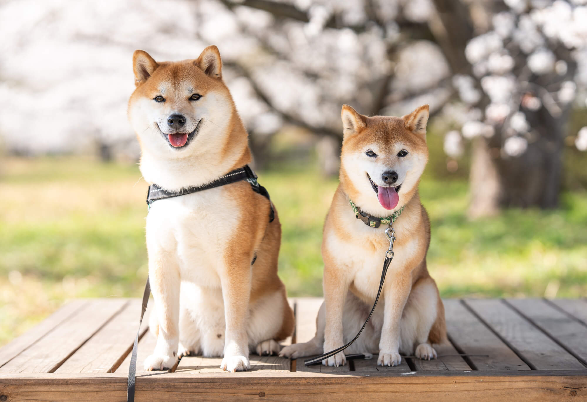 柴犬はオス・メスで性格が違う？傾向の見方